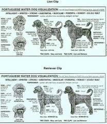 42 best pwd grooming images portuguese water dog dogs