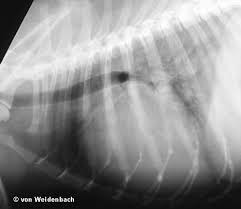 Symptome und behandlungsmethode beim traumatischen pneumothorax. Fokusthema Kardiogen Bedingtes Lungenodem Www Vetion De