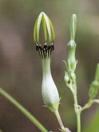 Image result for Ceropegia schultzei