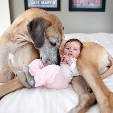 So Much Love Chien Animaux Les Plus Mignons Grands Chiens