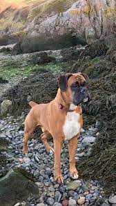 Cuban Link Dog Chain Custom Dog Chain Handmade Dog Collar Dog Gift Great Dog Gifts In 2021 Boxer Puppies Boxer Dogs Boxer Dog