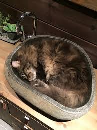 pin on maine coon sleeping