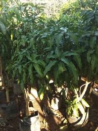 Mangga harum manis (1 kg). Jual Pohon Mangga Harum Manis Siap Buah Tinggi 1 6 Meter Asli Di Lapak Taniku Tanimu Bukalapak