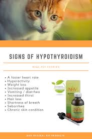 Radioactive iodine therapy, antithyroid medications (e.g. Signs Of Hyperthyroidism In Cats Cats Natural Pet Hyperthyroidism
