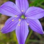 Image result for Aristea abyssinica