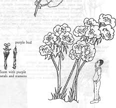 Image result for Vernonia auriculifera