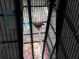Bagi burung tangkapan hutan atau ombyokan di hargai mulai dari 15.000 sampai 25.000 saja, harga. 1 29 Mb Burung Tepus Dada Putih Mini Sniper Kopi Kopi Mini Gacor Download Lagu Mp3 Gratis Mp3 Dragon