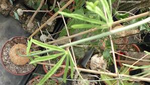 Image result for Adenia stenodactyla