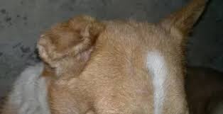 Hematomas are painful pools of blood that form outside of blood vessels. Can An Aural Hematoma On A Dog S Ear Be Left Untreated Quora
