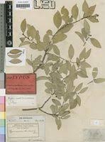 Image result for Maytenus undata