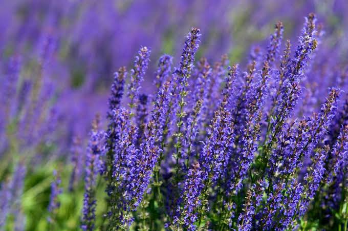 64 Types of Purple Flowers to Grow in Your Garden