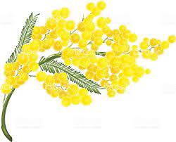 Yellow Mimosa Flower Mimosa Flower Symbol Of Womens Day Isolated On Flower Drawing Mimosa Flower Flower Symbol