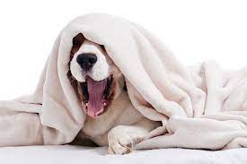 Why Does My Dog Suck On Blankets Reasons Breaking The Habit