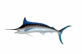 Here is a picture of a marlin: Can You Eat A Blue Marlin Answer Recipe Catch And Fillet