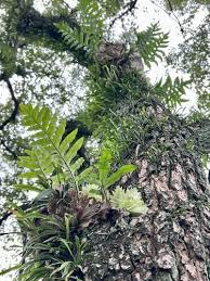 Image result for Drynaria volkensii