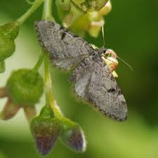 Image result for Eupithecia conterminata