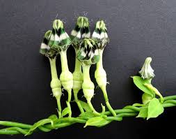 Image result for Ceropegia nilotica