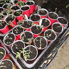 Image result for tomato seedling damping off