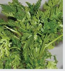 Image result for Conium