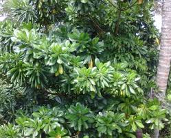 Image result for Ochrosia