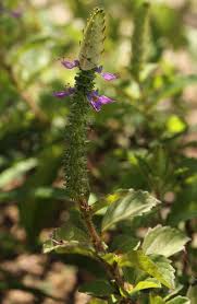 Image result for Coleus neochilus