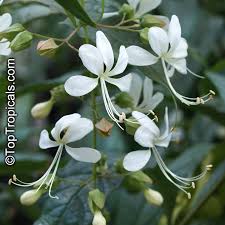 Image result for Clerodendrum rotundifolium