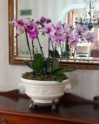 A universal option is a full spectrum lighting fixture. How To Grow Orchids Indoors Dummer Garden Manage Gfinger Es La App De Jardineria Mas Profesional