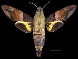 Image result for Periglossum mackenii