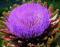 Pin On At The Heart Of It All Artichokes