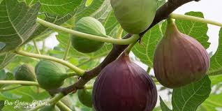 Best plant food for fruit trees. Top 9 Best Fig Tree Fertilizers Reviews Top Picks 2021