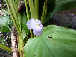 Image result for Halopegia