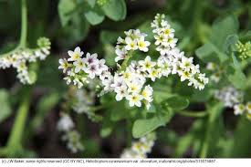 Image result for Heliotropium ciliatum