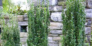 Fast growing privacy plants, hedges for privacy, privacy bushes, privacy plant fence, potted plants, backyard privacy plants, low the best privacy plants for landscaping. How To Choose The Best Trees For Privacy Budget Dumpster