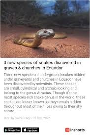 Image result for Atractus zgap