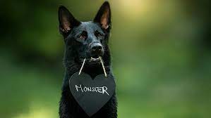 Australian Kelpie Dog Black Dog Dog Breed Snout Hd Wallpaper Wallpaperbetter