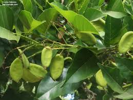 Image result for Millettia pinnata