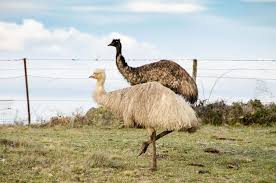 You will live your faith at emu by serving others, acting for justice and letting your values guide you. White Emu Sighted In Paddock Draws Awe And Solves A Bit Of A Local Mystery Abc News