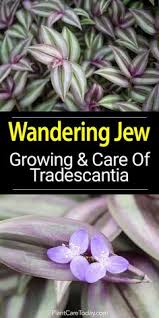Check spelling or type a new query. Wandering Jew