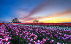 Check spelling or type a new query. Scenic Flower Wallpapers Top Free Scenic Flower Backgrounds Wallpaperaccess