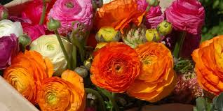 Conosciuto per la purezza, il fiore bianco potrà dare al vostro spazio interno o esterno una maggiore serenità e relax. Ranuncolo Il Fiore Elegante Dai Colori Brillanti E Vivaci