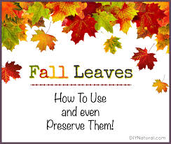Do you blow the leaves in the fall? Fall Leaves How To Use And Even Preserve Them