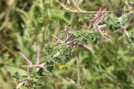 Image result for Indigofera trita