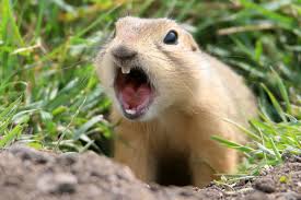 Big Backyard BioBlitz returns to Brandon