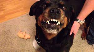 Big angry dog barking in the forest,. Angry Rottweiler Youtube