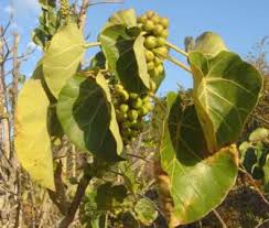 Image result for Ficus abutilifolia