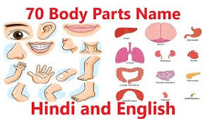 शरीर के अंगों के नाम. 85 Human Body Parts Name In Hindi à¤¶à¤° à¤° à¤• à¤… à¤— à¤• à¤¨ à¤®