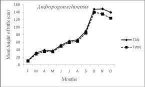 Image result for Andropogon canaliculatus