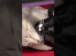 They are territorial and do not like to be trapped in a carrier, stuck. Cats Lay Inside Man S Pants While He Sits On Toilet 1031445 Youtube