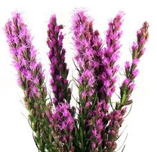 Lilac blooms consist of tiny purple flowers and the bushy blooms can be about 8 (20 cm) long. Lavender Flower Lavender Purple Flowers Lavender Colored Flowers Lavender Purple Liatris Flower Liatris Wholesale Flowers
