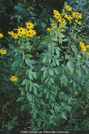 Image result for Centema subfusca